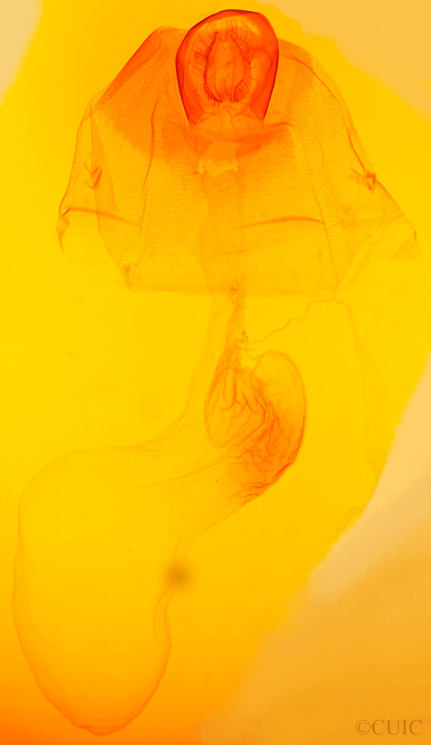 genitalia view of adult Acronicta hastulifera