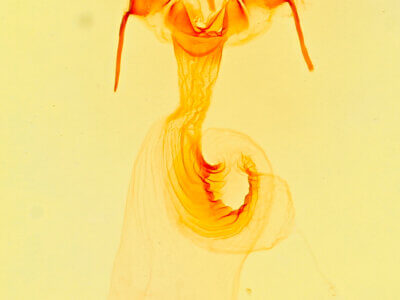 genitalia view of adult Platypolia mactata allecto