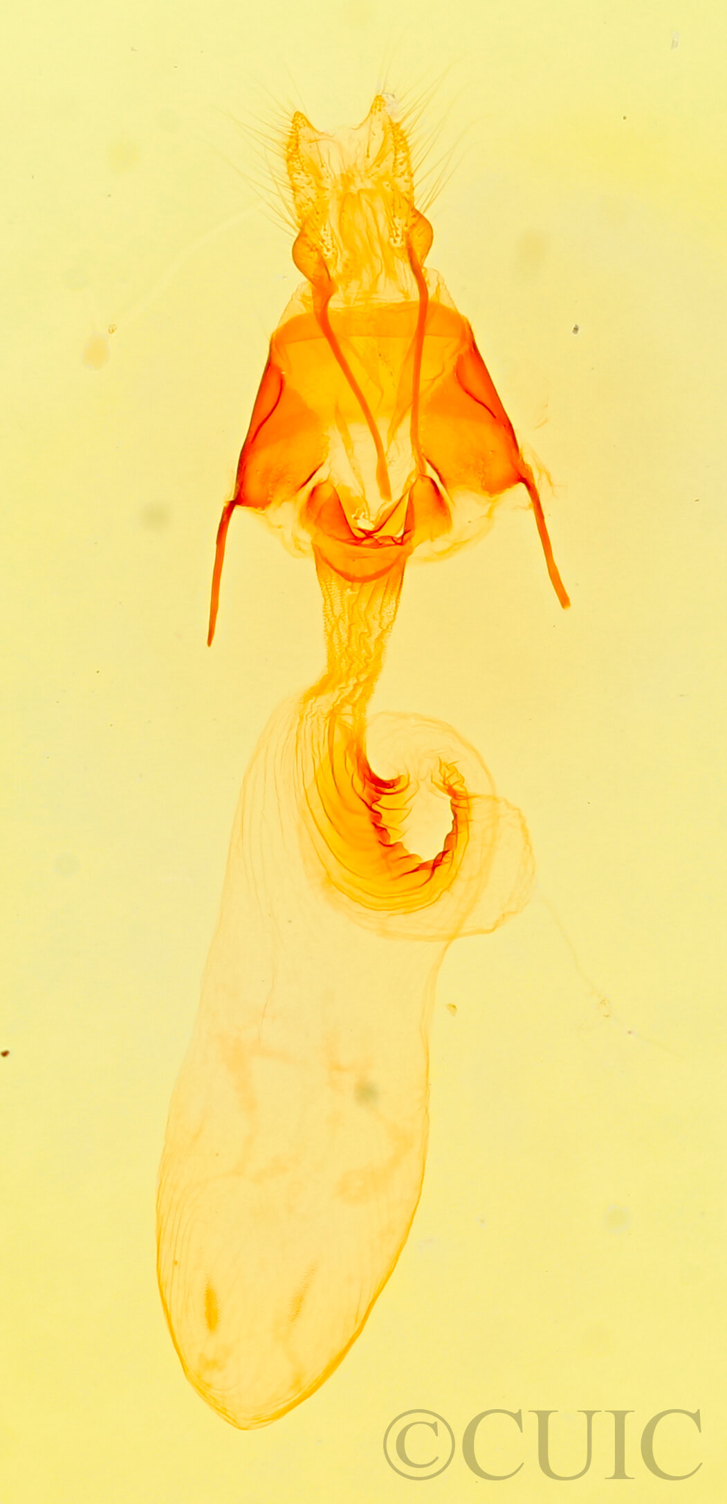 genitalia view of adult Platypolia mactata allecto