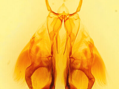 genitalia view of adult Fishia illocata