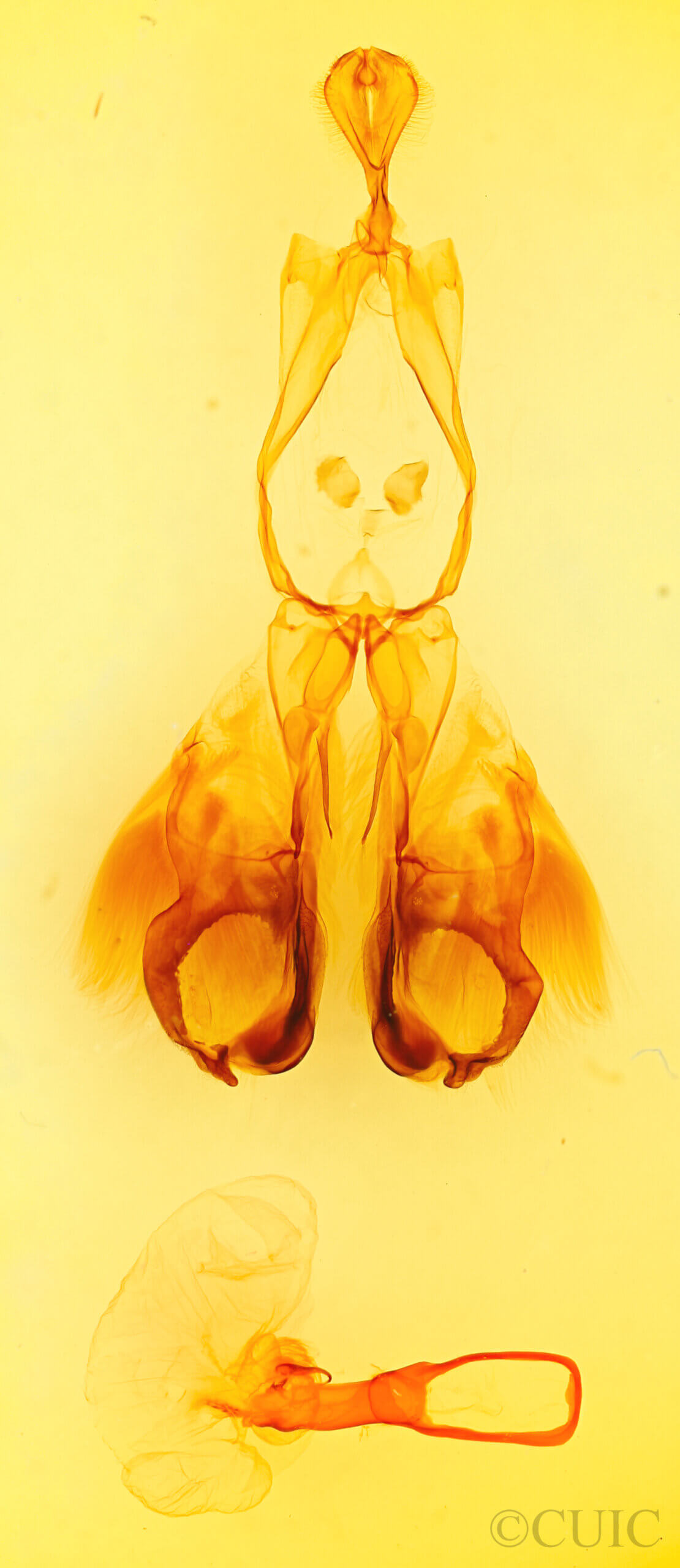 genitalia view of adult Fishia illocata