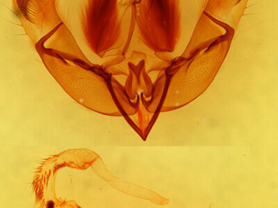 genitalia view of adult Neogalea sunia