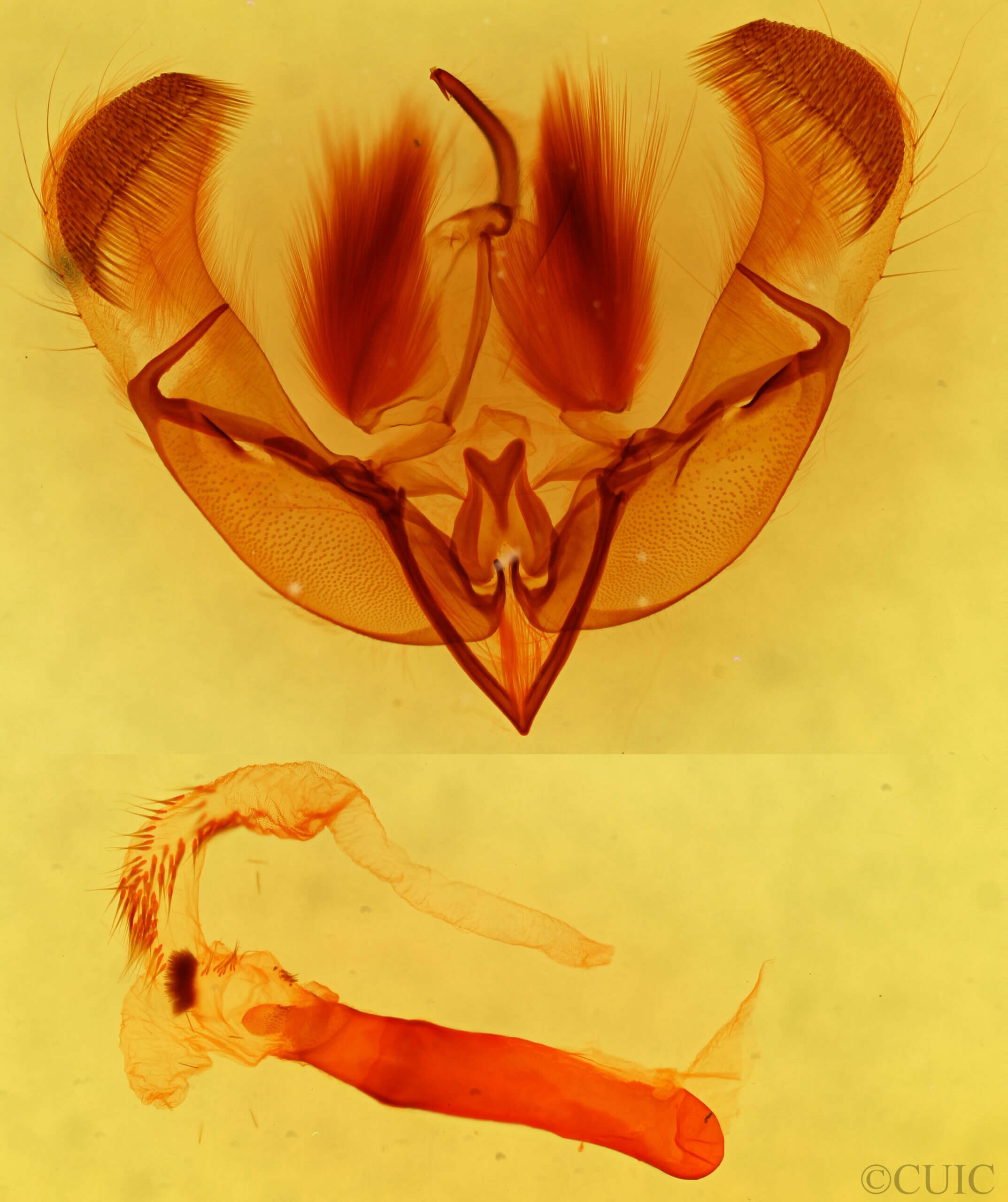 genitalia view of adult Neogalea sunia