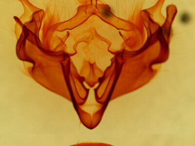 genitalia view of adult Anarta obesula