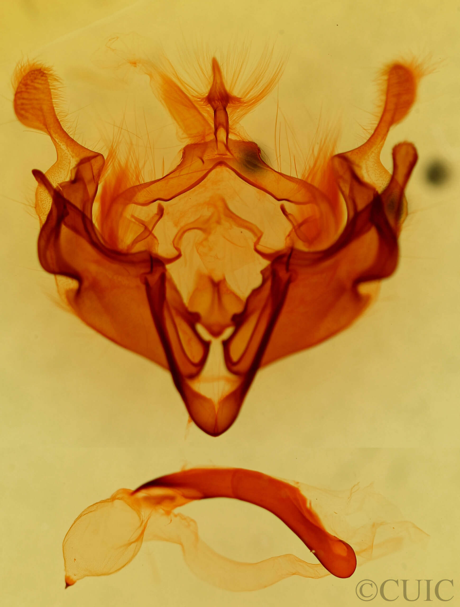 genitalia view of adult Anarta obesula
