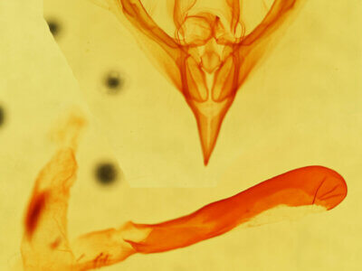 genitalia view of adult Neleucania praegracilis