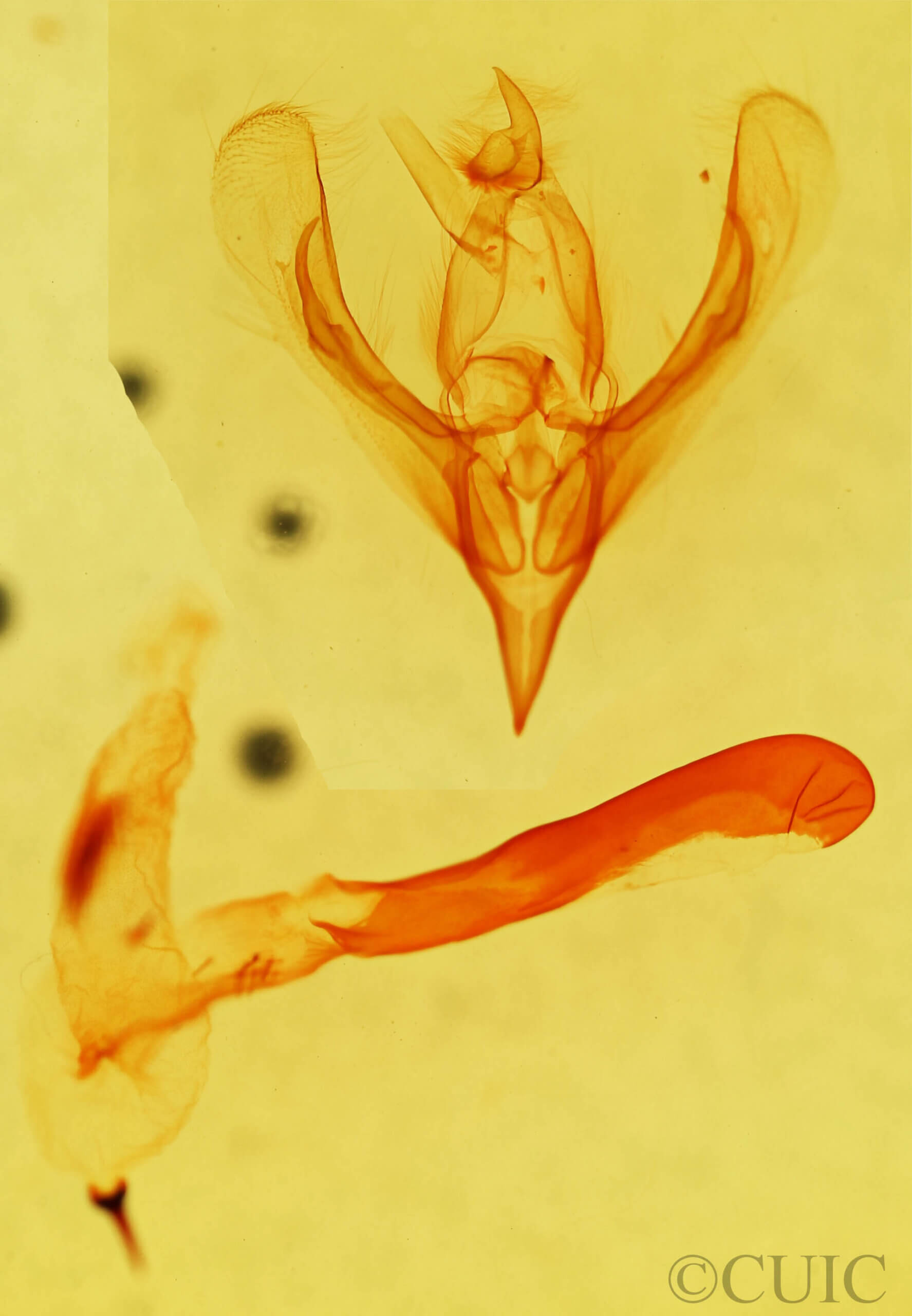 genitalia view of adult Neleucania praegracilis