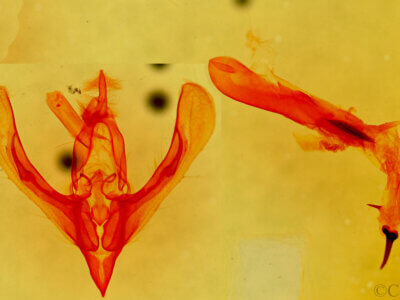 genitalia view of adult Neleucania praegracilis