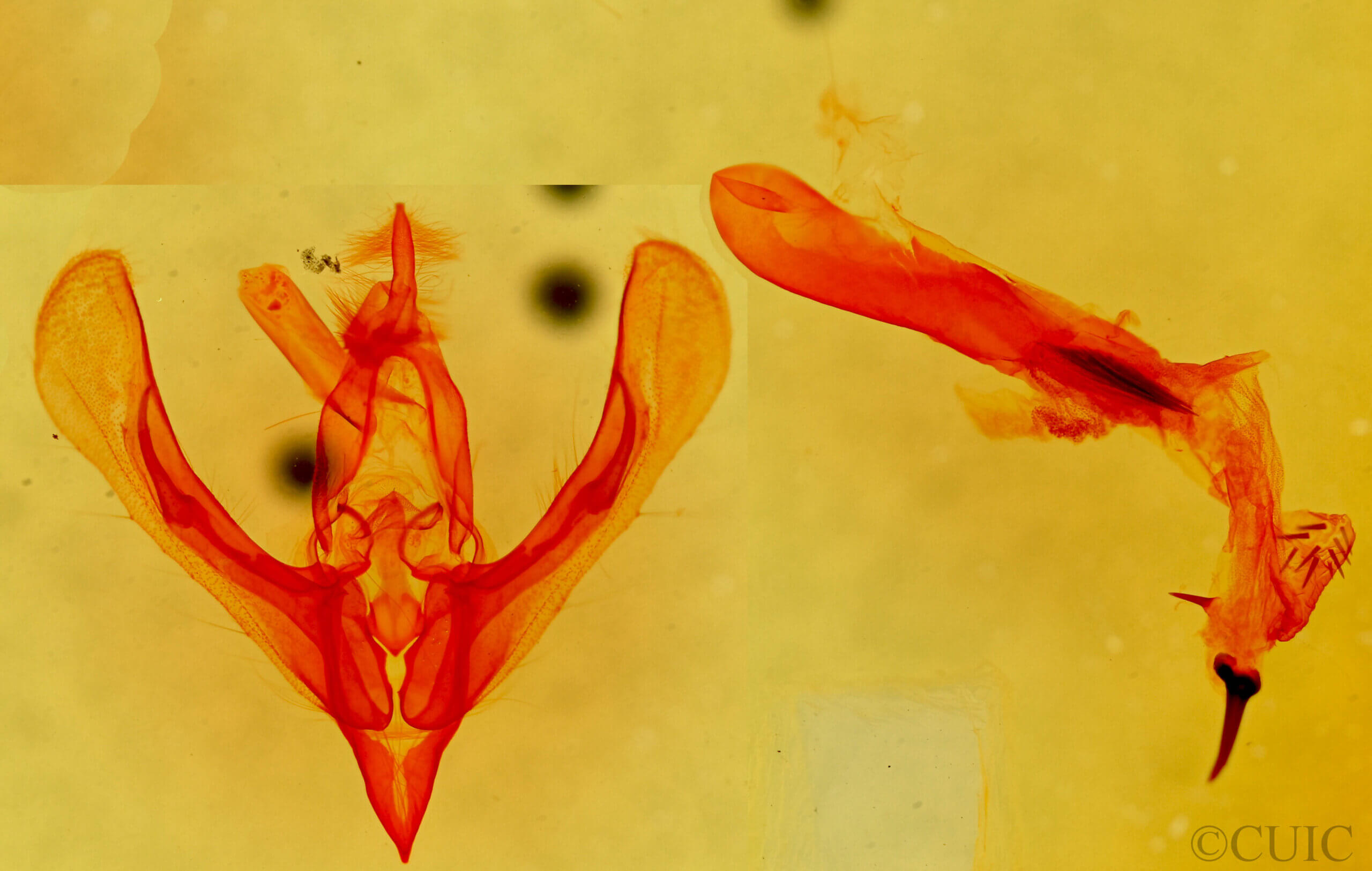 genitalia view of adult Neleucania praegracilis
