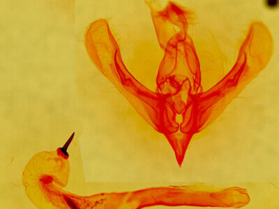 genitalia view of adult Zosteropoda hirtipes