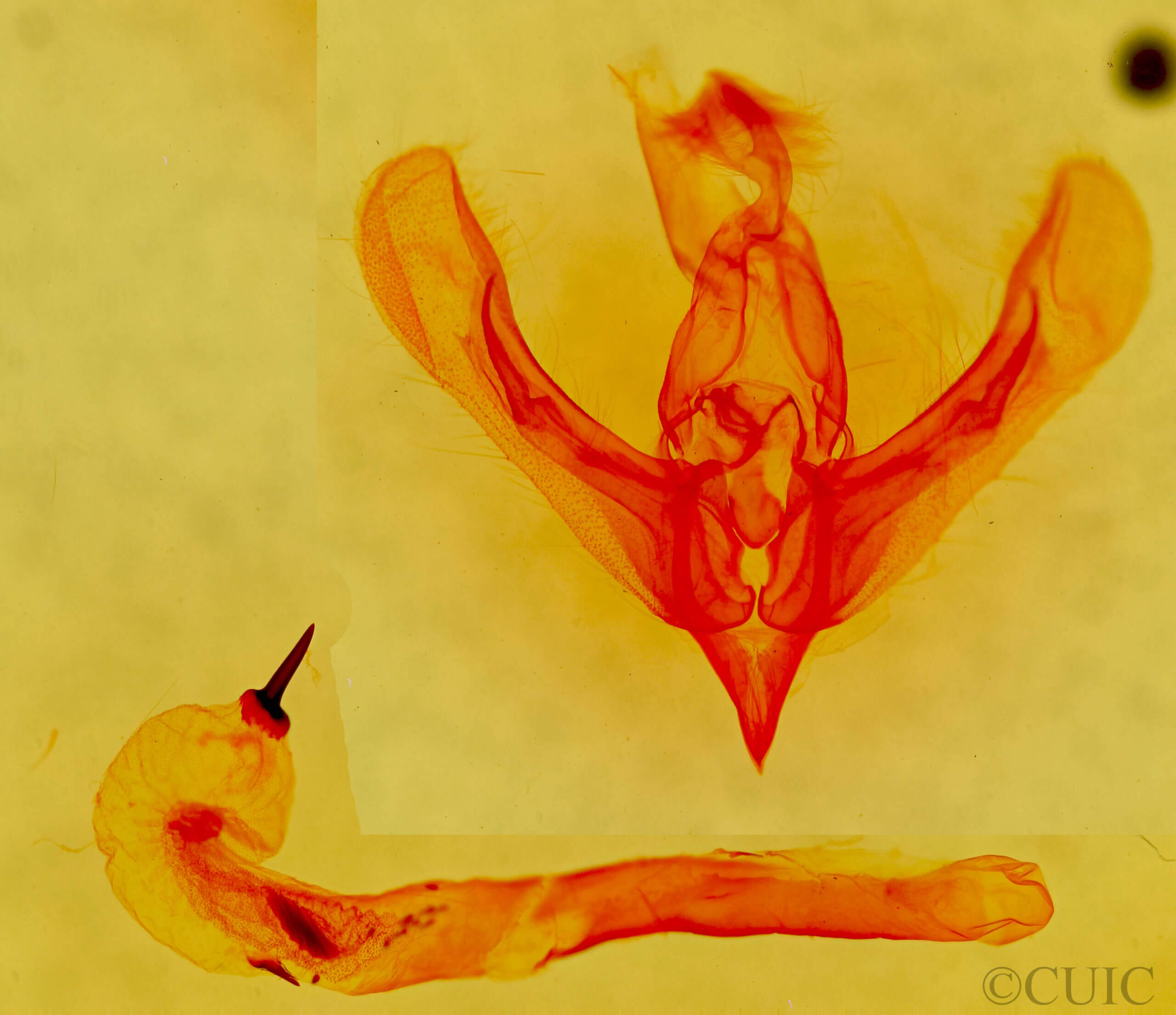 genitalia view of adult Zosteropoda hirtipes
