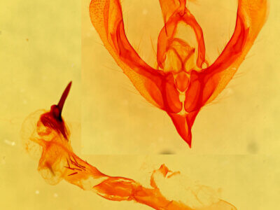 genitalia view of adult Neleucania praegracilis