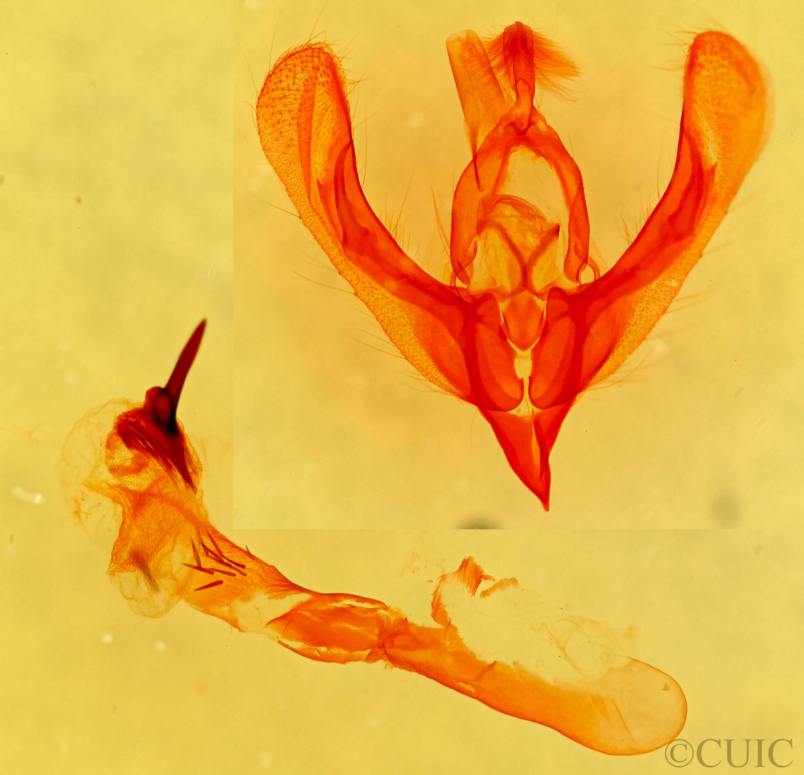genitalia view of adult Neleucania praegracilis