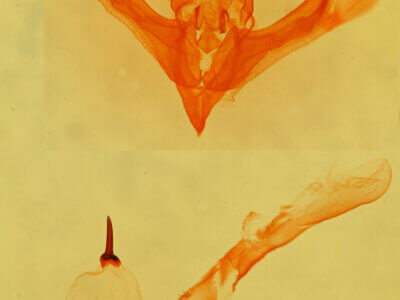 genitalia view of adult Zosteropoda hirtipes