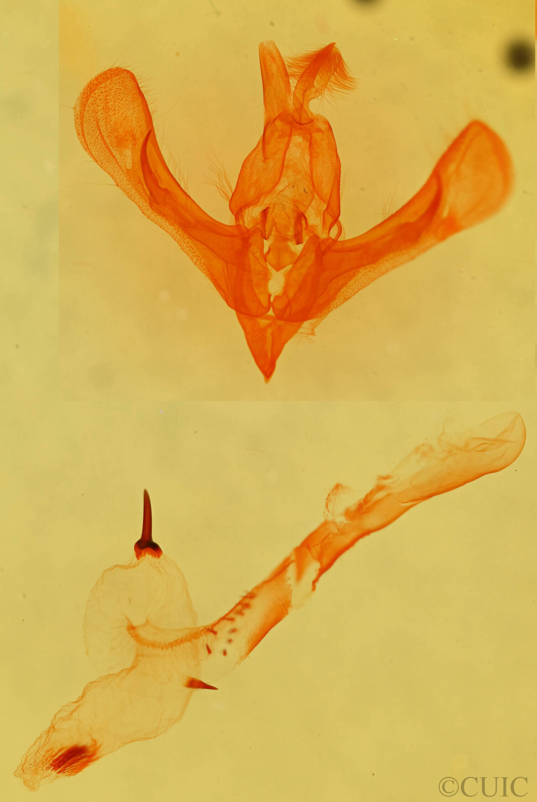 genitalia view of adult Zosteropoda hirtipes