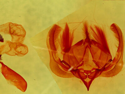 genitalia view of adult Elaphria festivoides