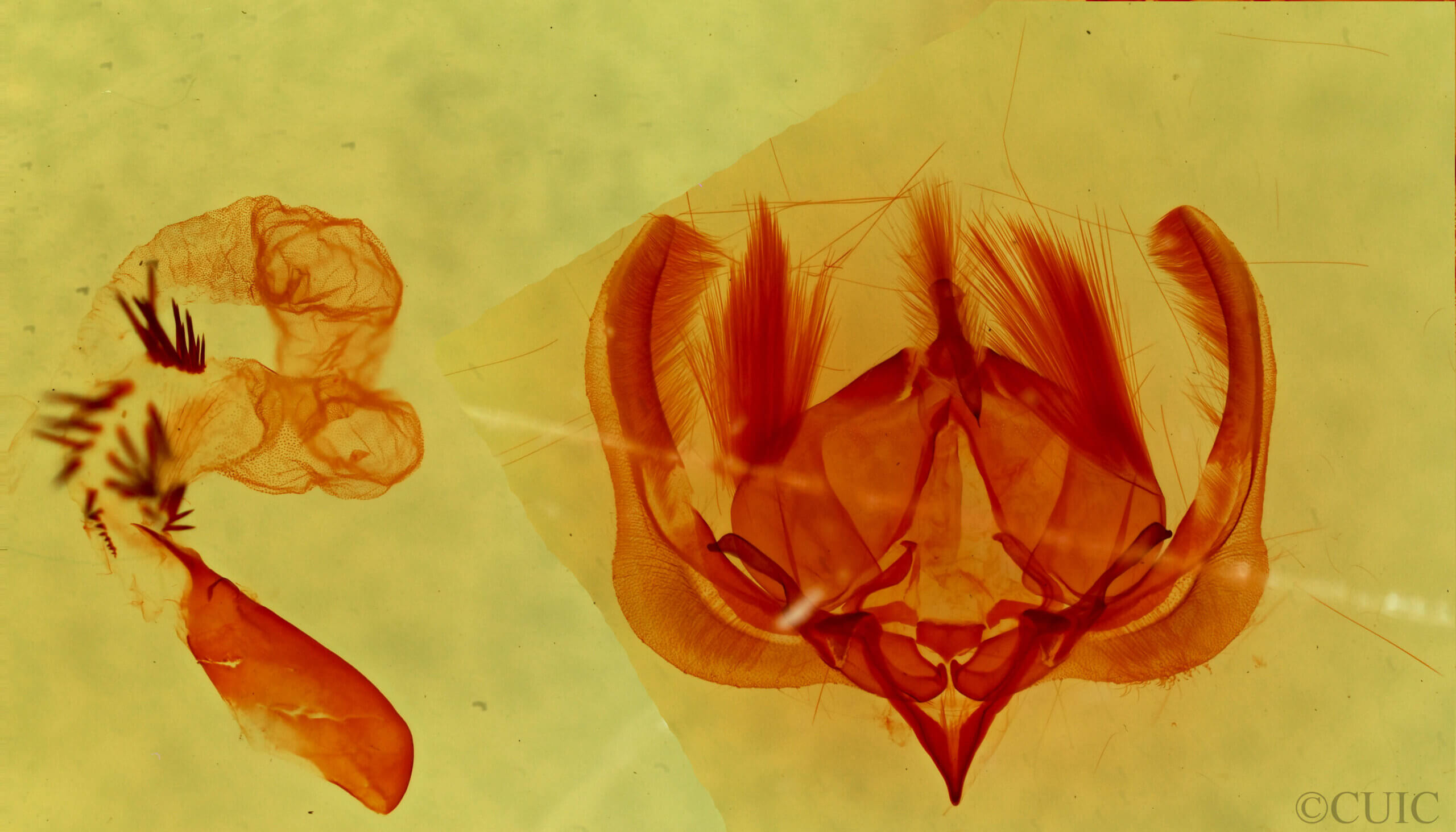 genitalia view of adult Elaphria festivoides