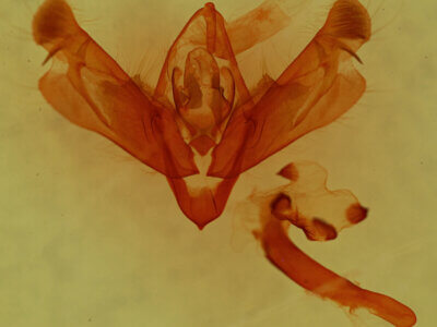 genitalia view of adult Nedra ramosula