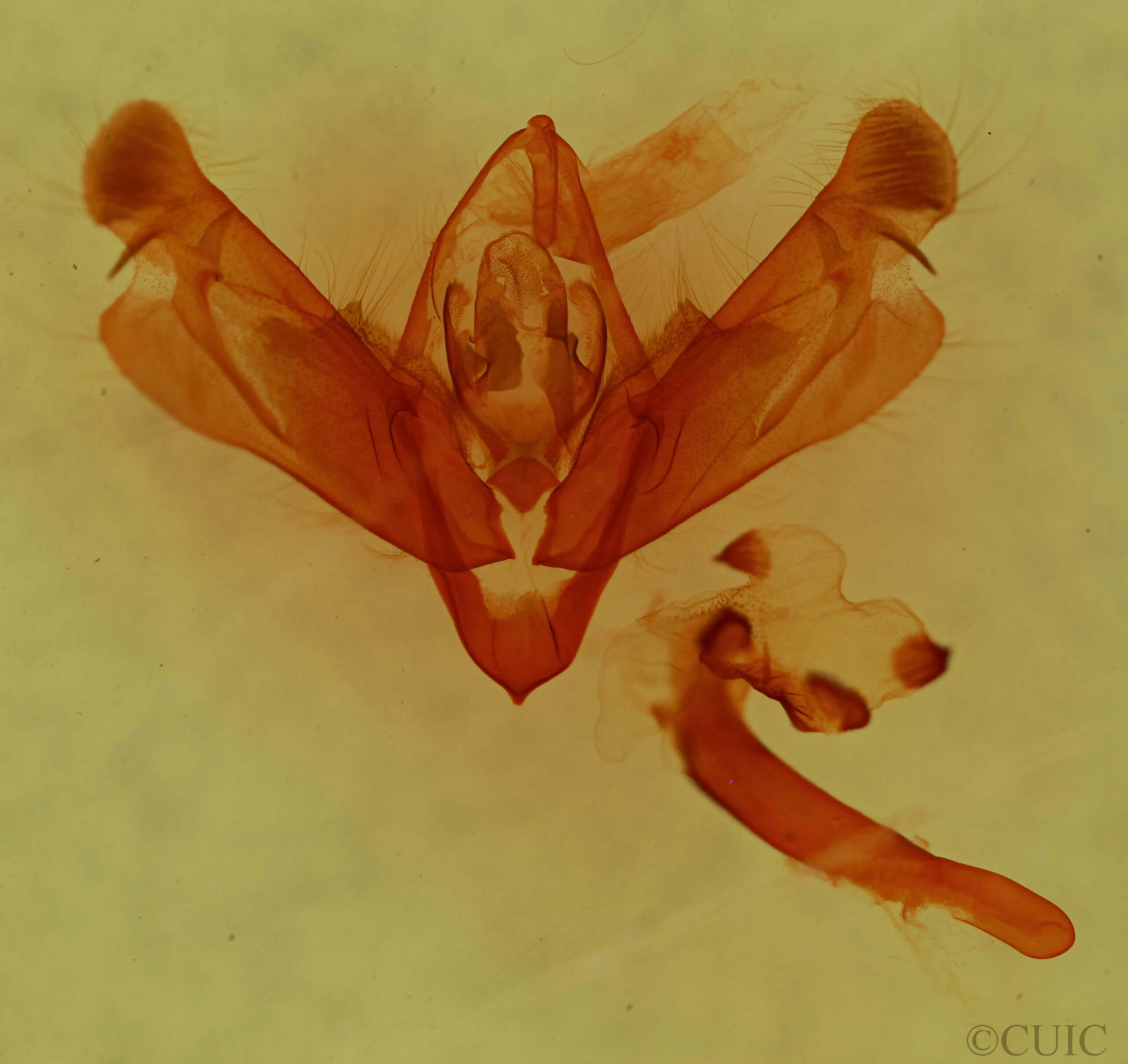 genitalia view of adult Nedra ramosula