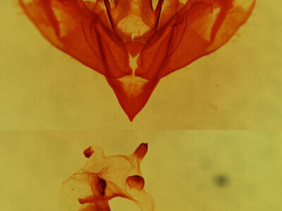 genitalia view of adult Nedra stewarti