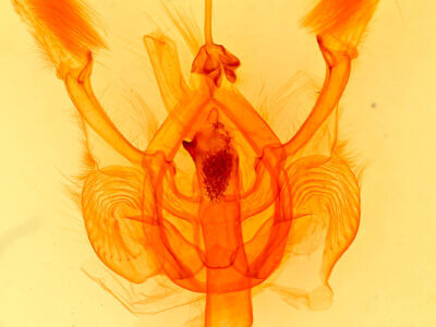 genitalia view of adult Nystalea nyseus?