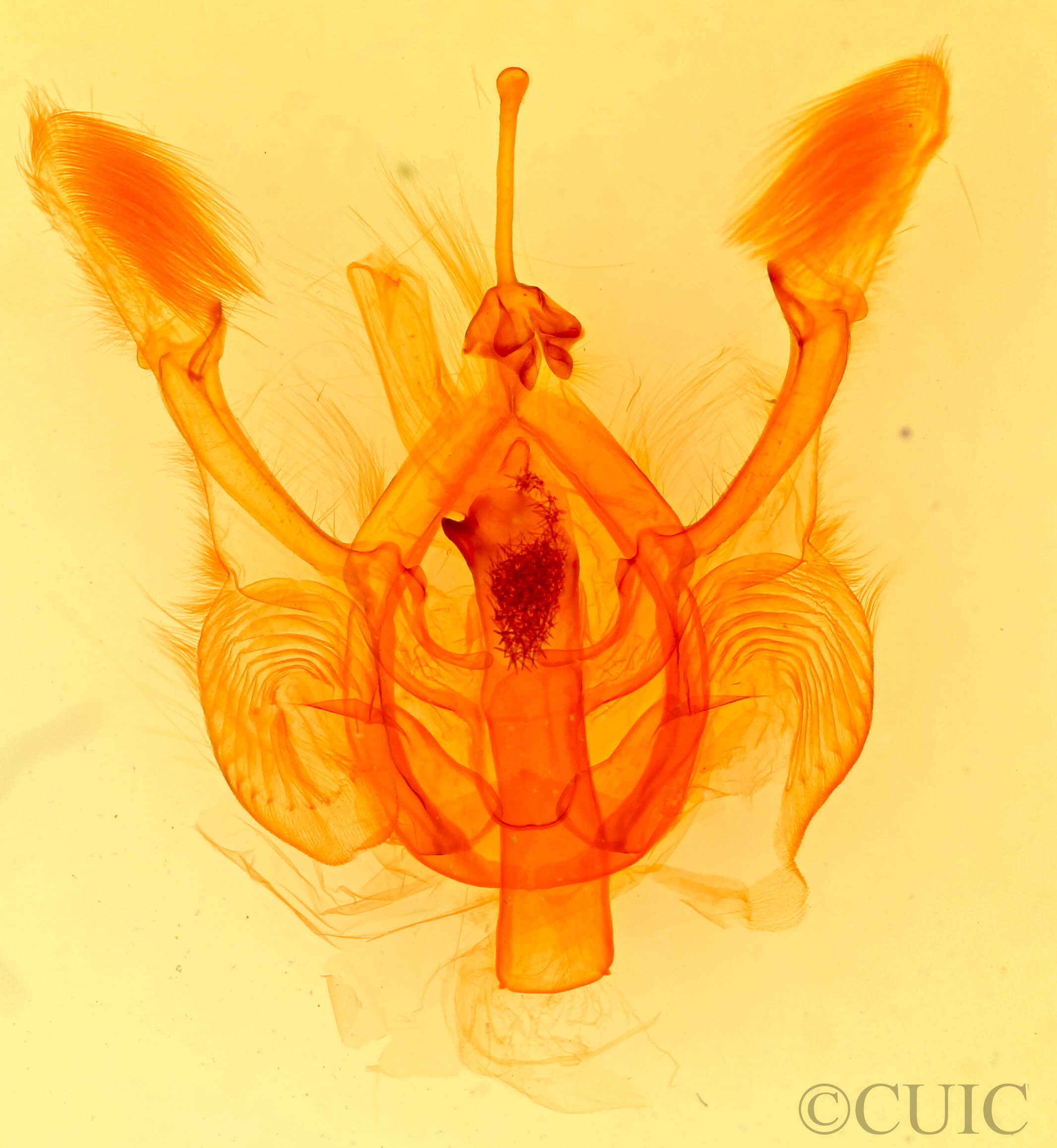 genitalia view of adult Nystalea nyseus?