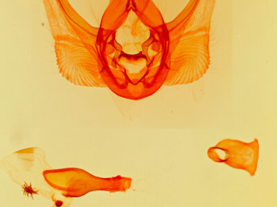 genitalia view of adult Elasmia packardii