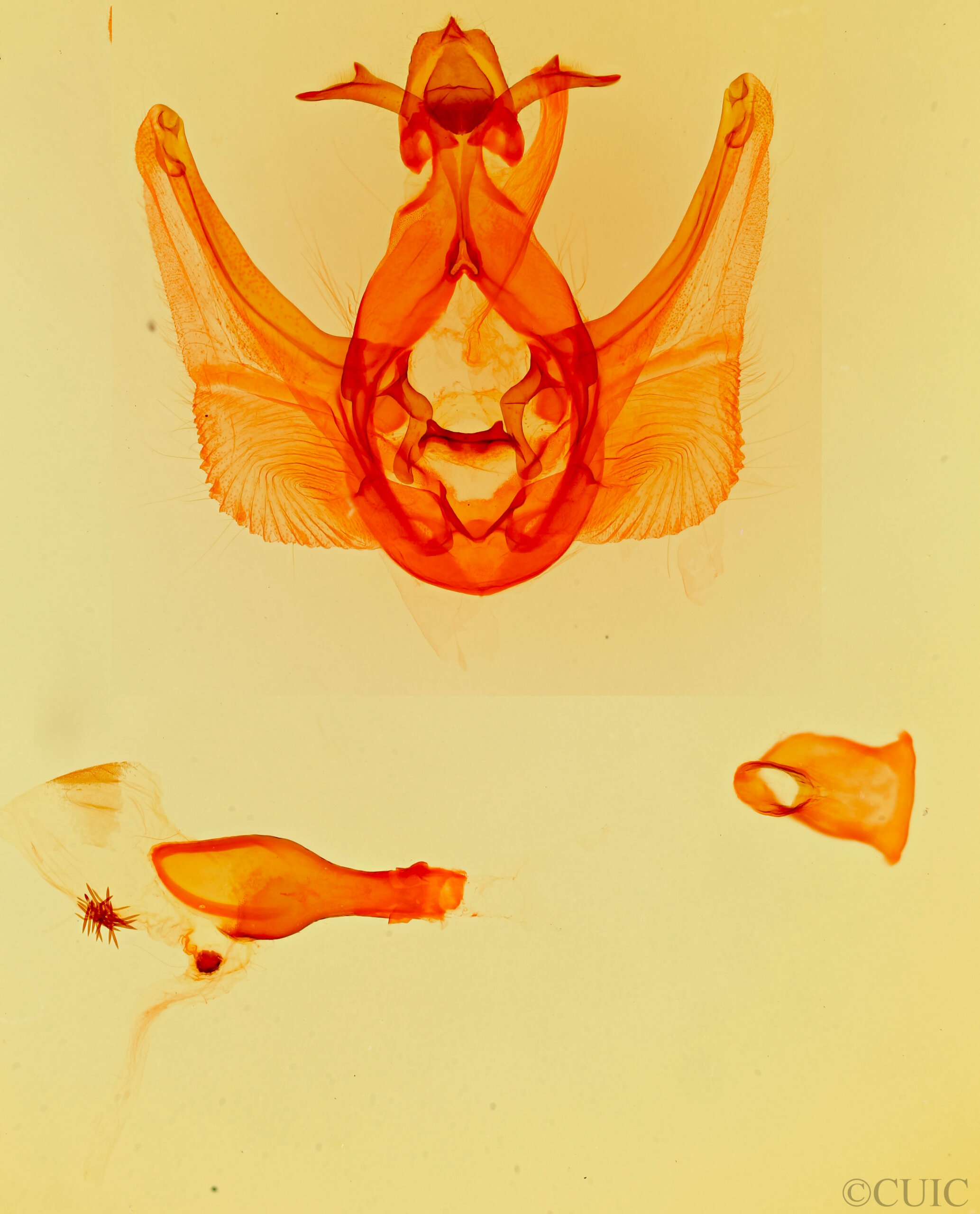 genitalia view of adult Elasmia packardii