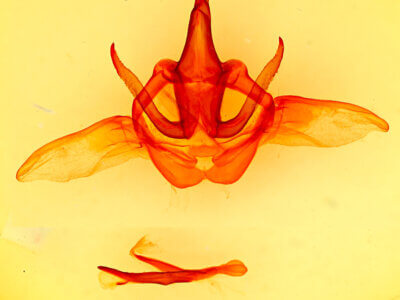 genitalia view of adult Heterocampa rufinans