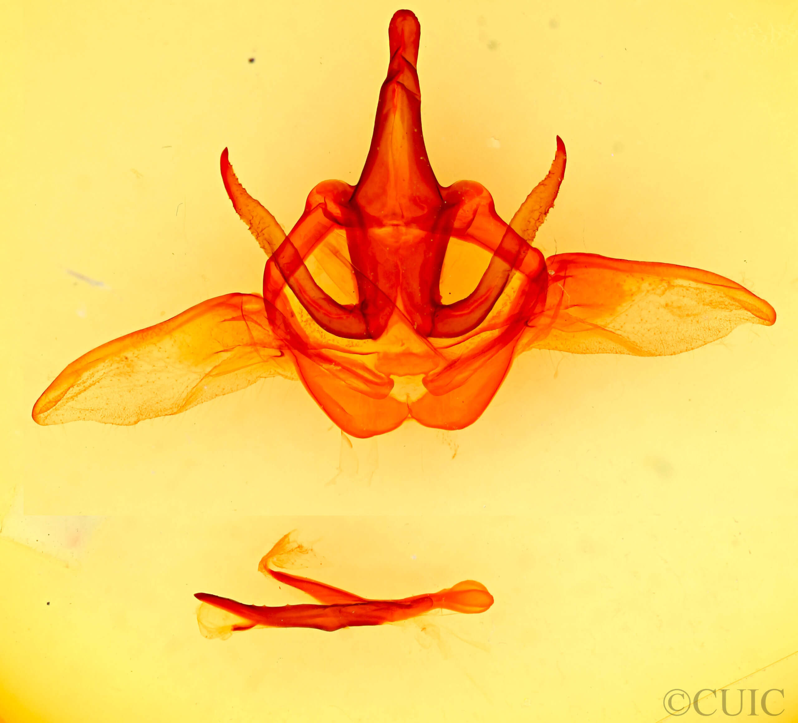 genitalia view of adult Heterocampa rufinans