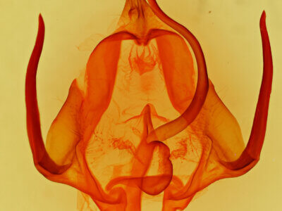 genitalia view of adult Eulirimiris n. gen. sp. 6