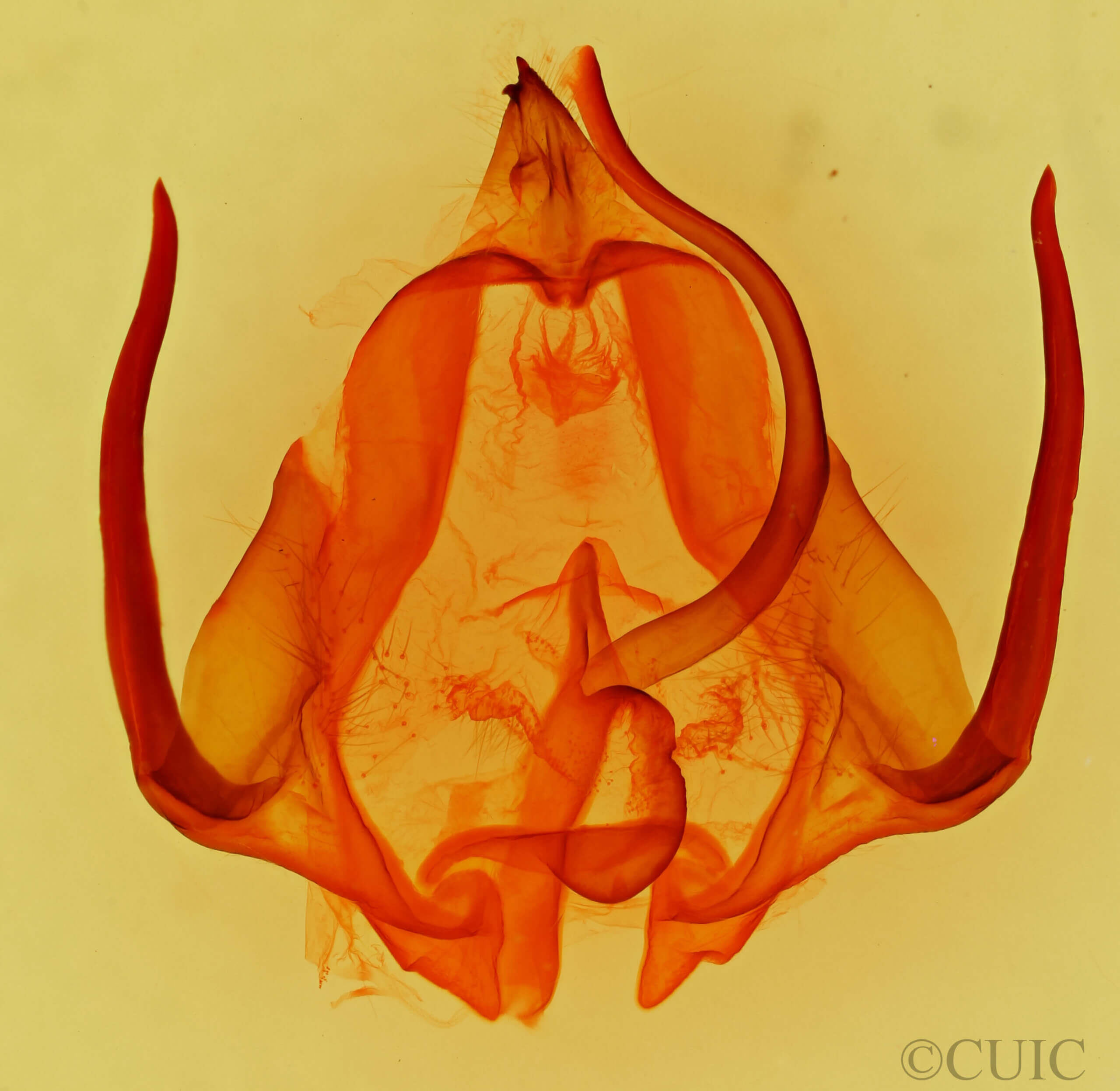 genitalia view of adult Eulirimiris n. gen. sp. 6