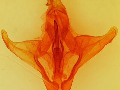 genitalia view of adult Eulirimiris n. gen. sp. 5