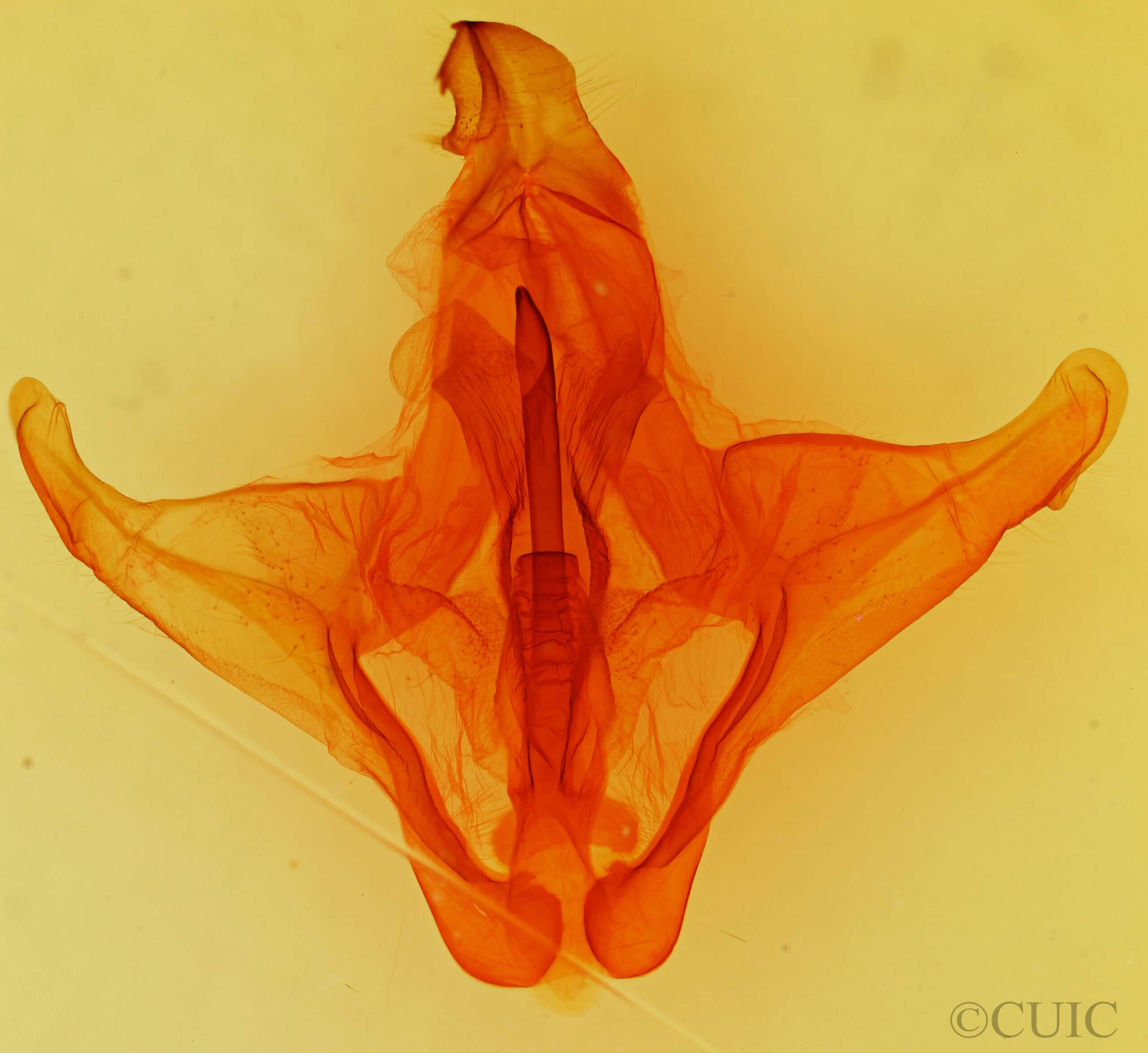 genitalia view of adult Eulirimiris n. gen. sp. 5