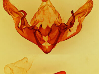 genitalia view of adult Hyppa indistincta?