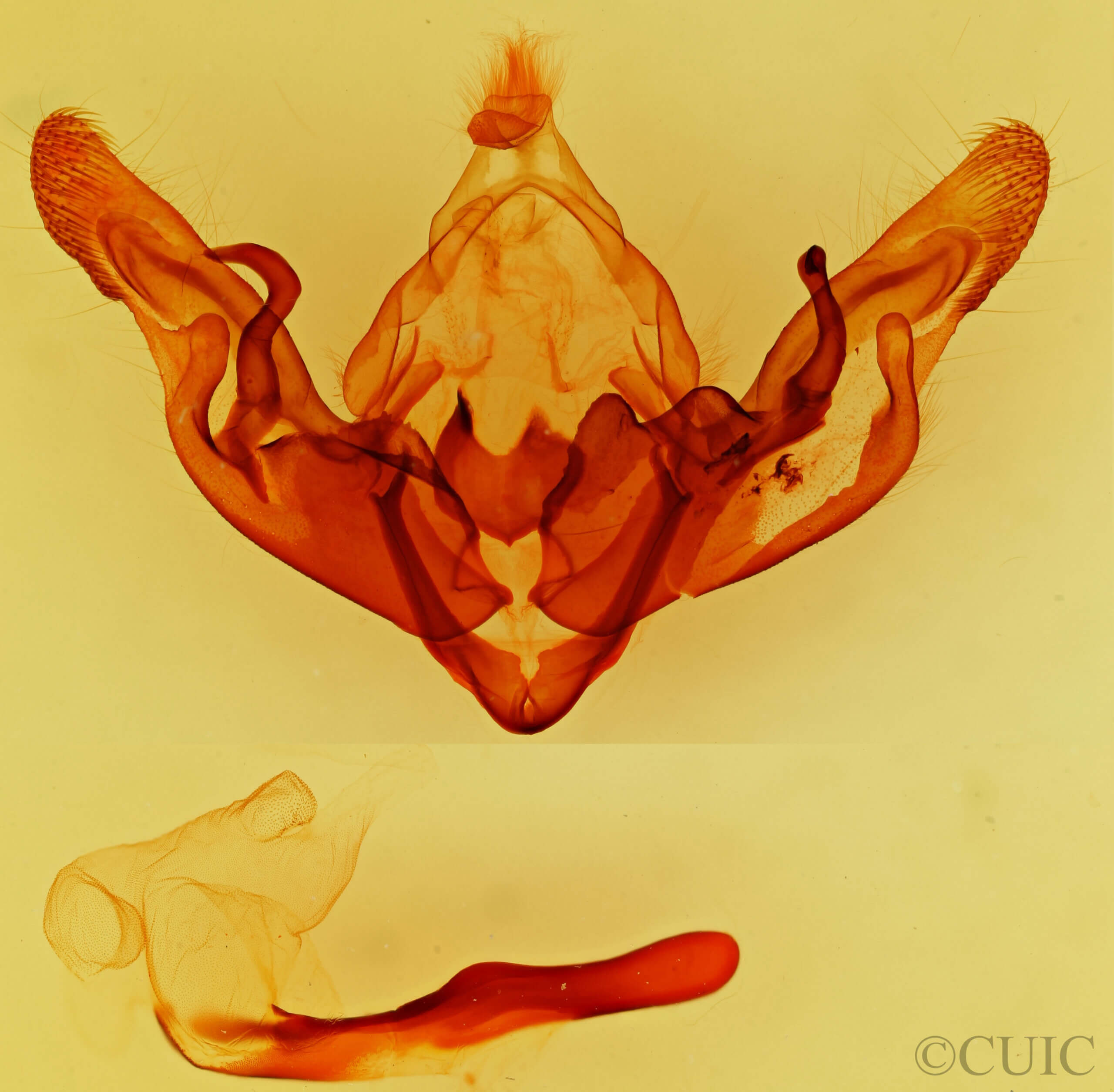 genitalia view of adult Hyppa indistincta?