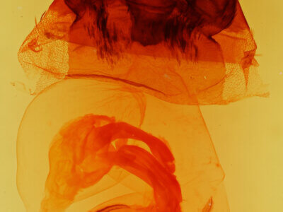 genitalia view of adult Hyppa indistincta?