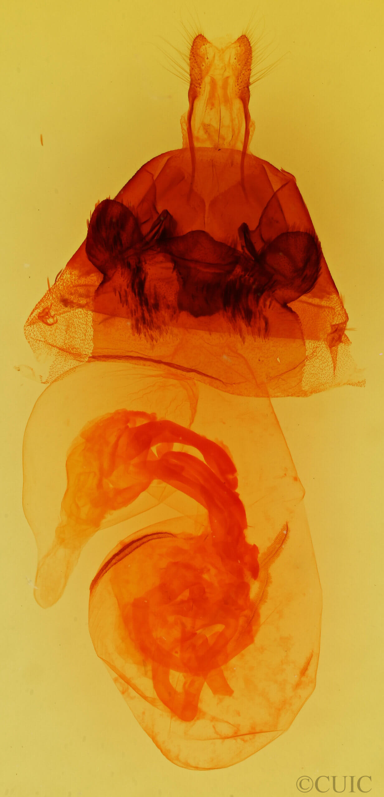 genitalia view of adult Hyppa indistincta?