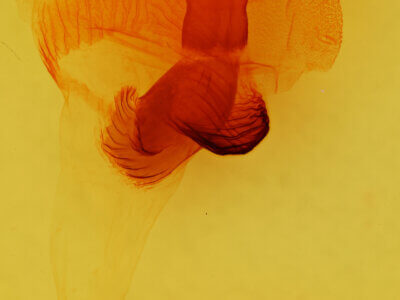 genitalia view of adult Egira perlubens