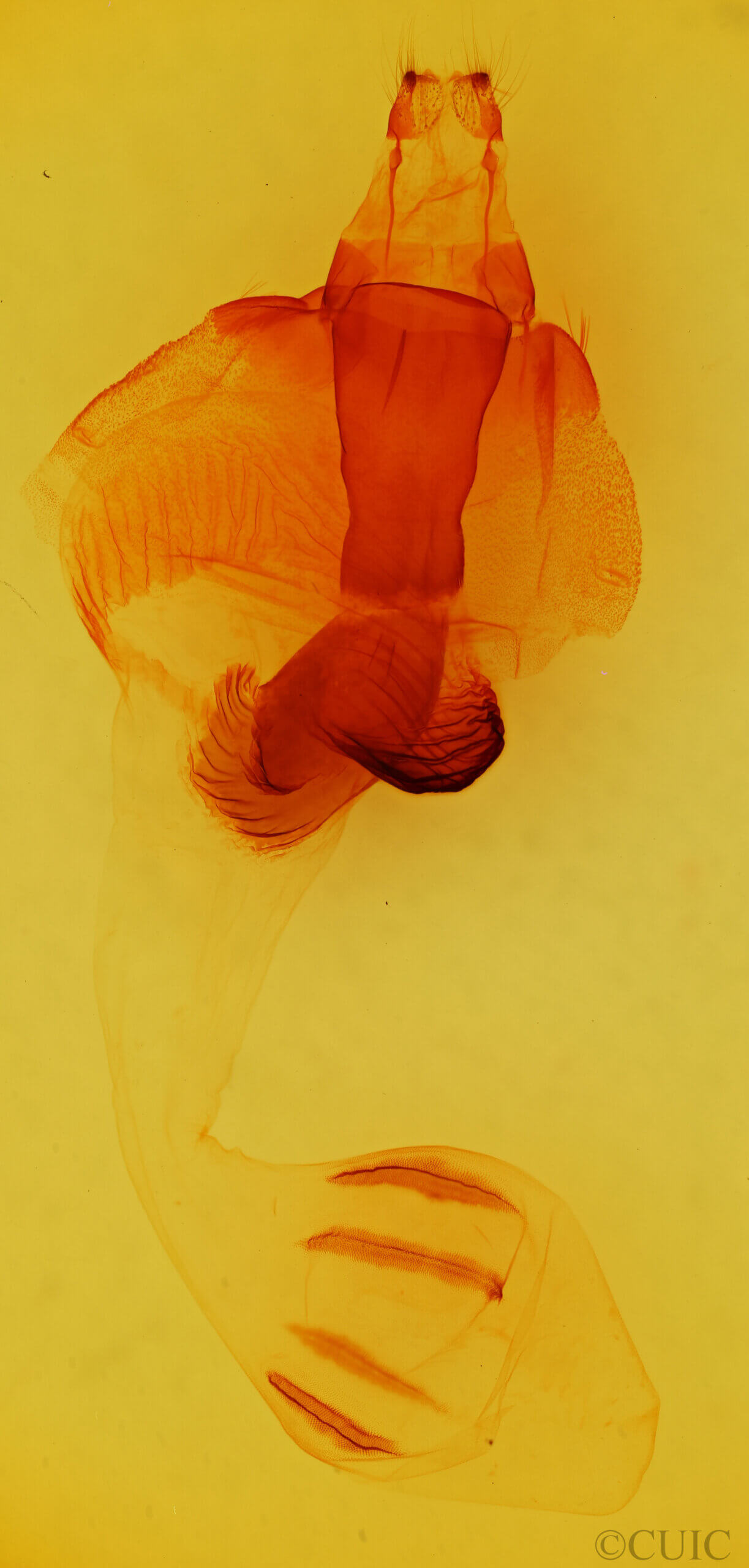 genitalia view of adult Egira perlubens
