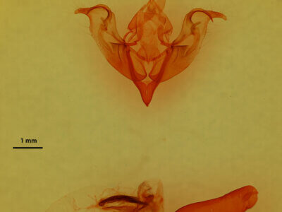 genitalia view of adult Egira perlubens