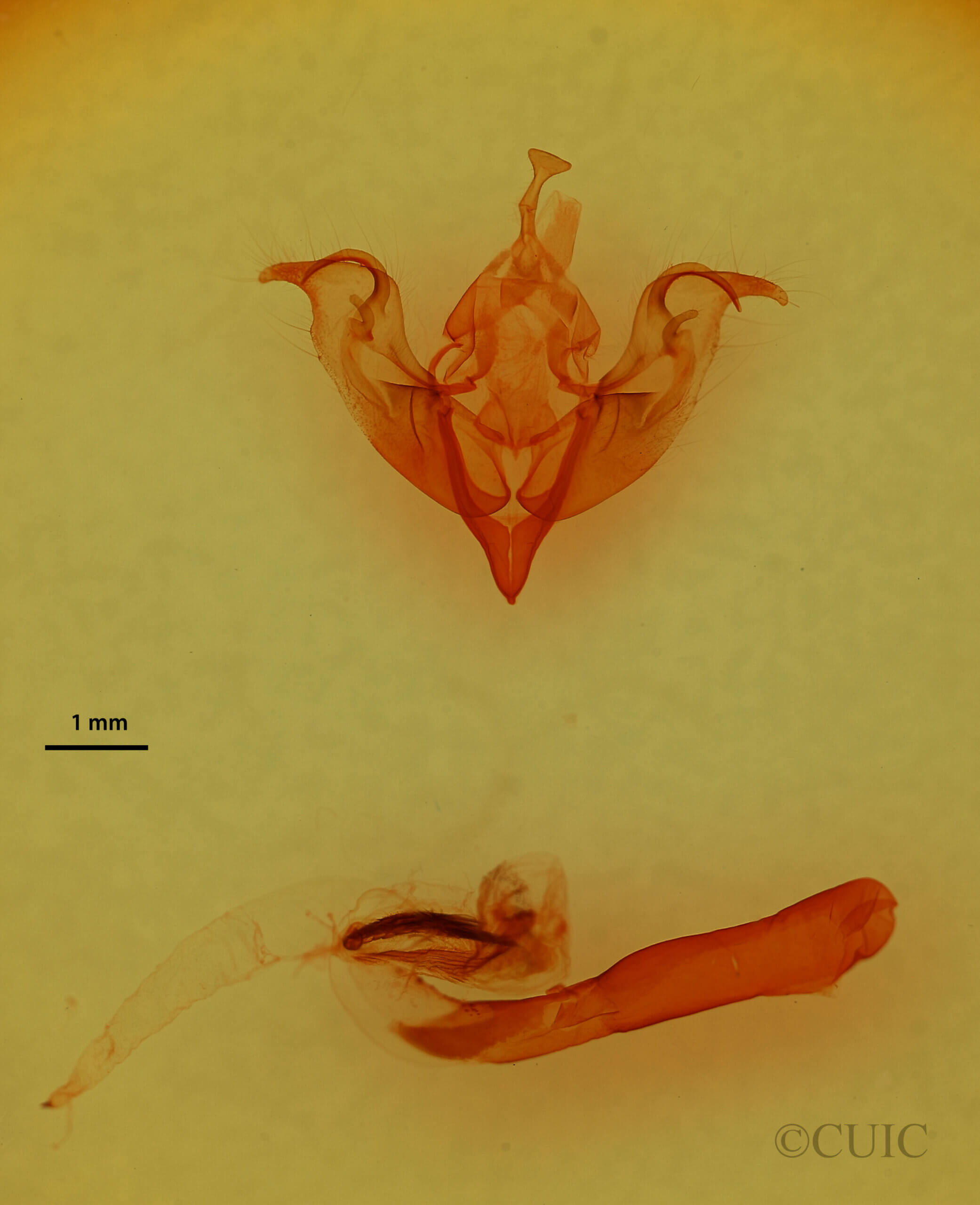 genitalia view of adult Egira perlubens