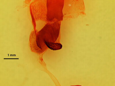 genitalia view of adult Egira perlubens