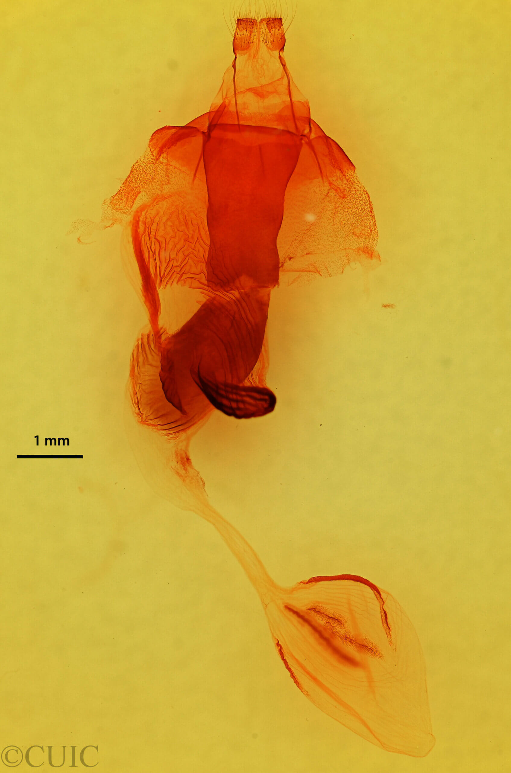 genitalia view of adult Egira perlubens