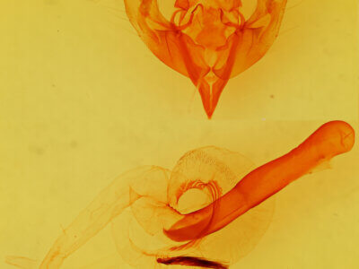 genitalia view of adult Egira perlubens