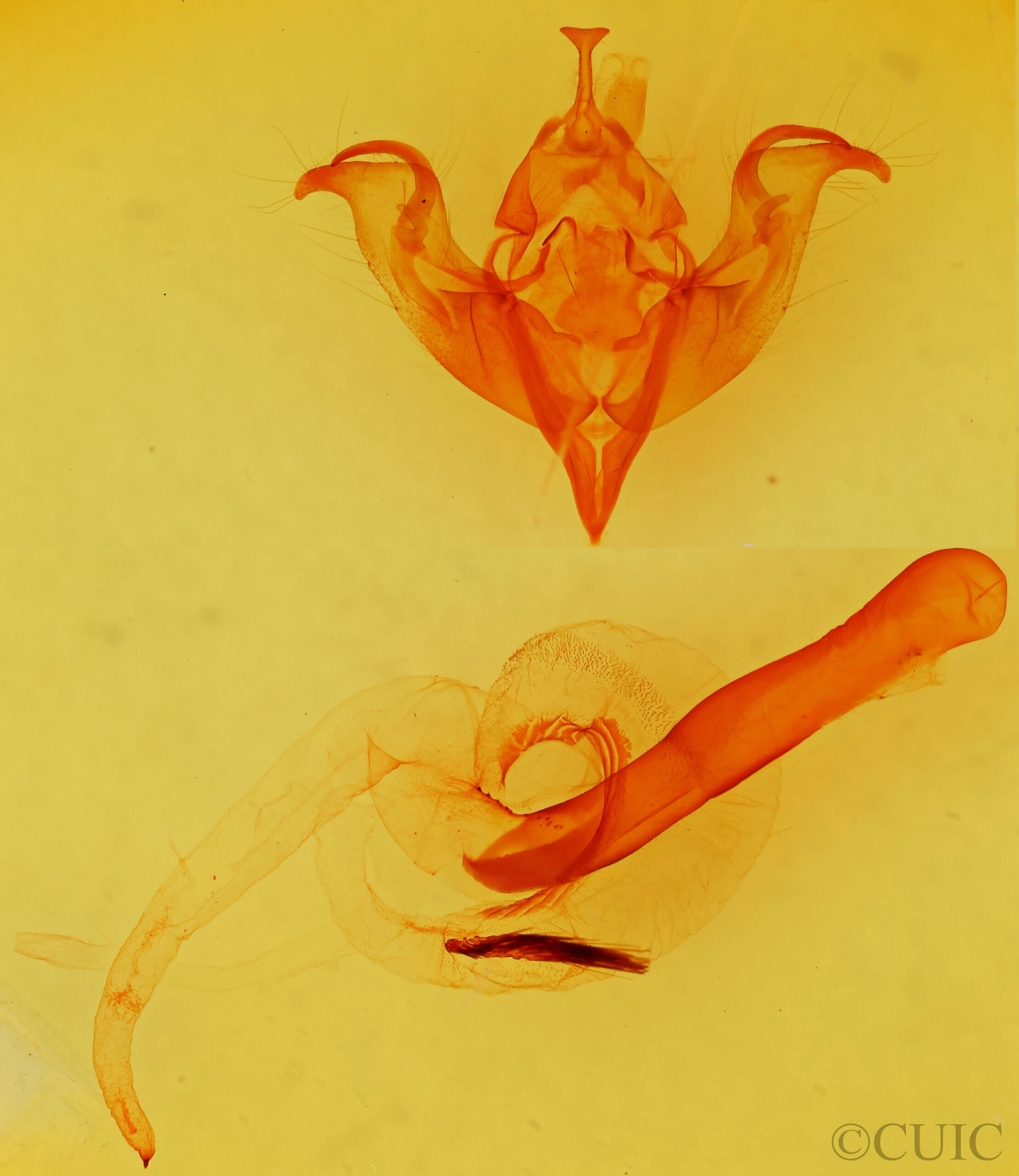 genitalia view of adult Egira perlubens