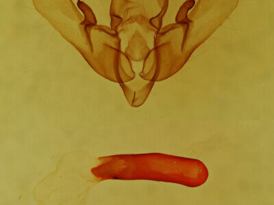 genitalia view of adult Cosmia sp.