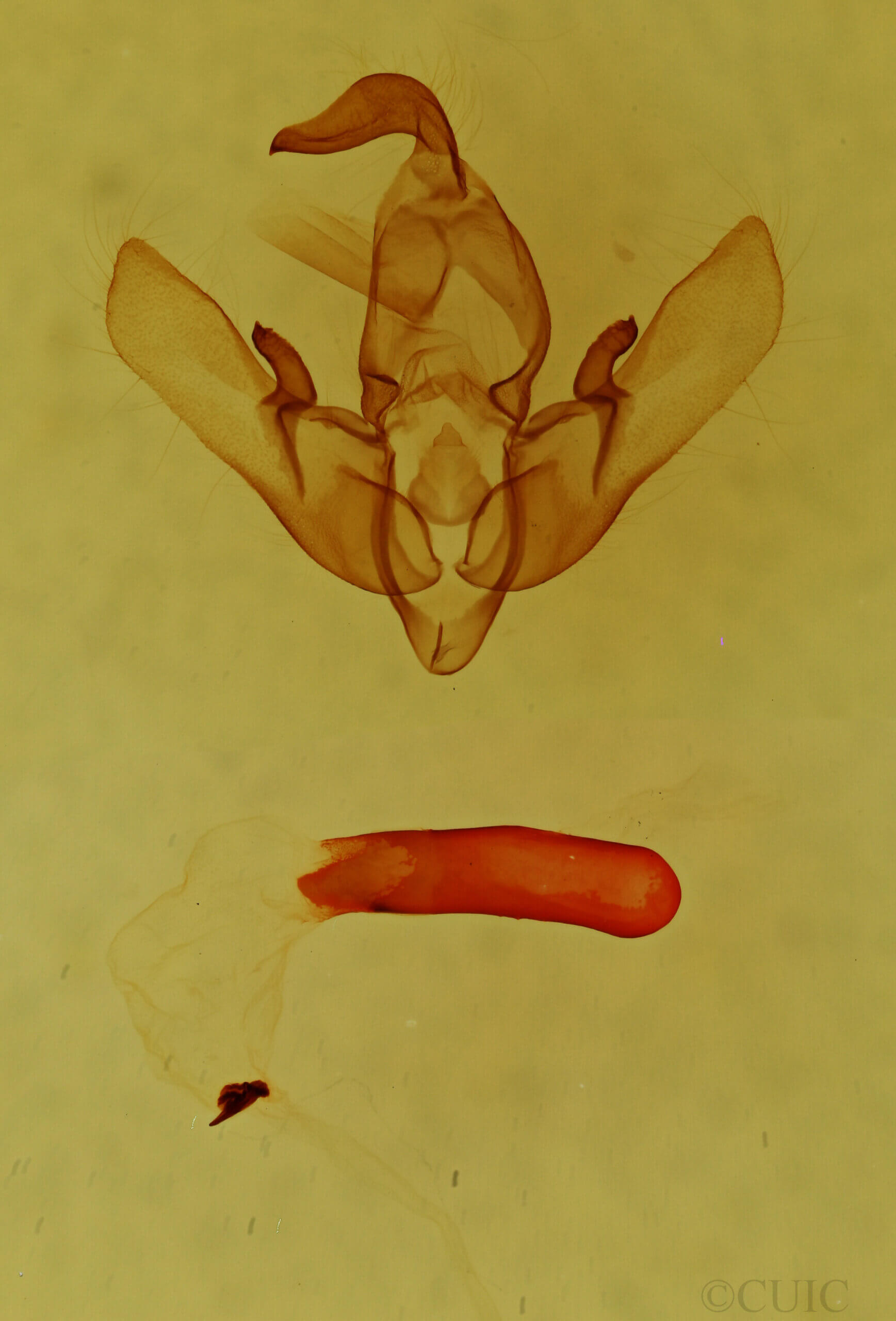 genitalia view of adult Cosmia sp.