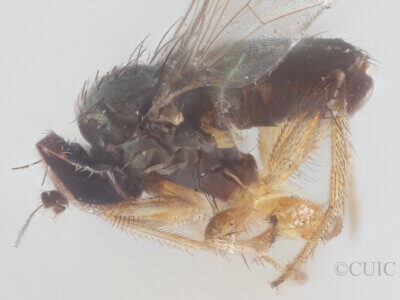 lateral view of adult Chrysotus annulatusVan & Duzee, 1924