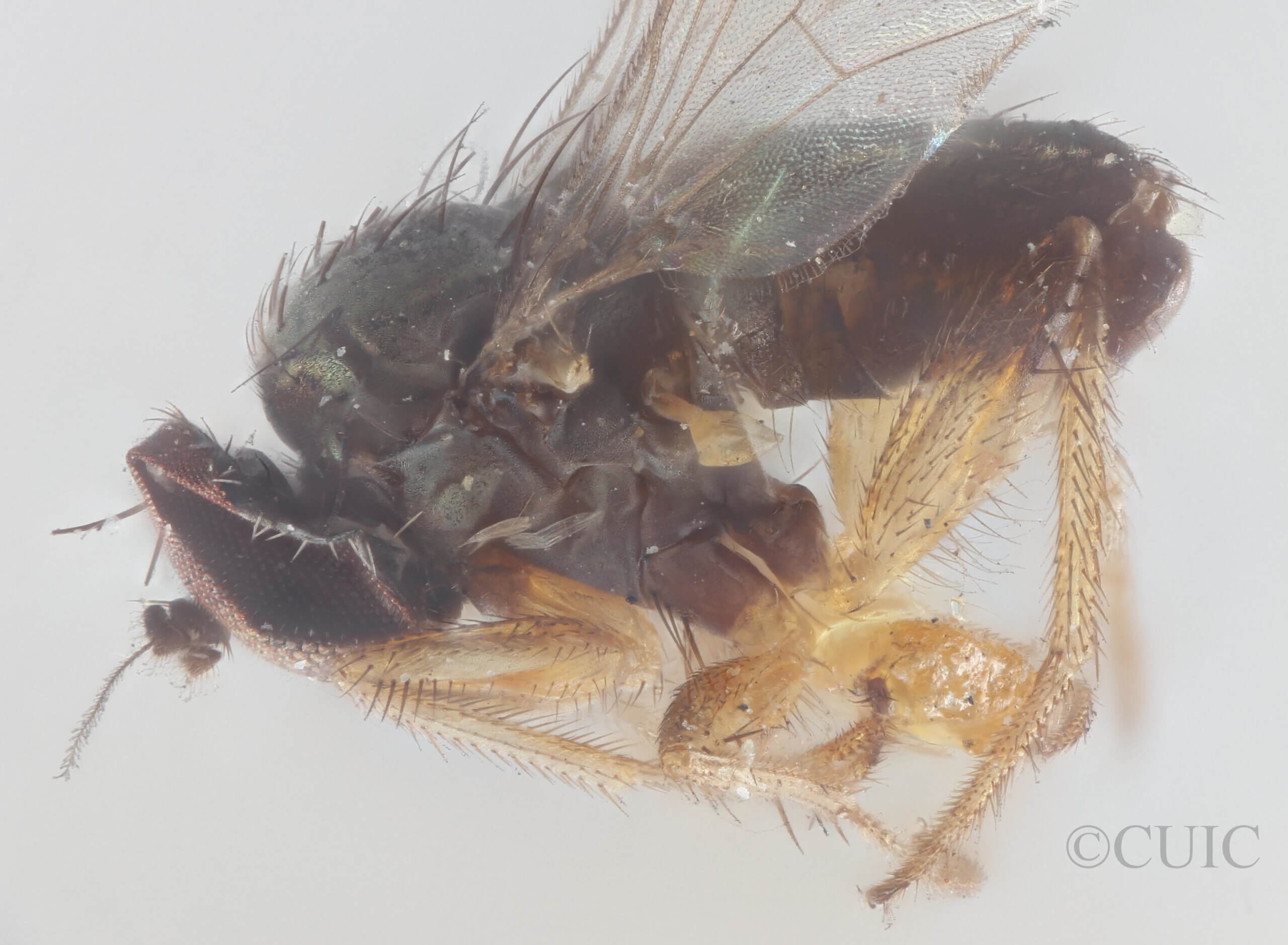 lateral view of adult Chrysotus annulatusVan & Duzee, 1924